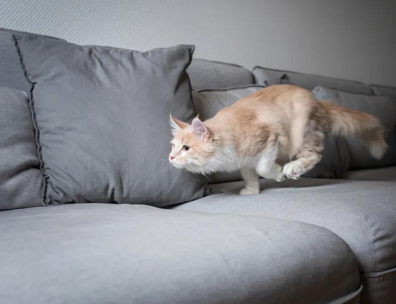 Curious Cat Behaviour Finally Explained