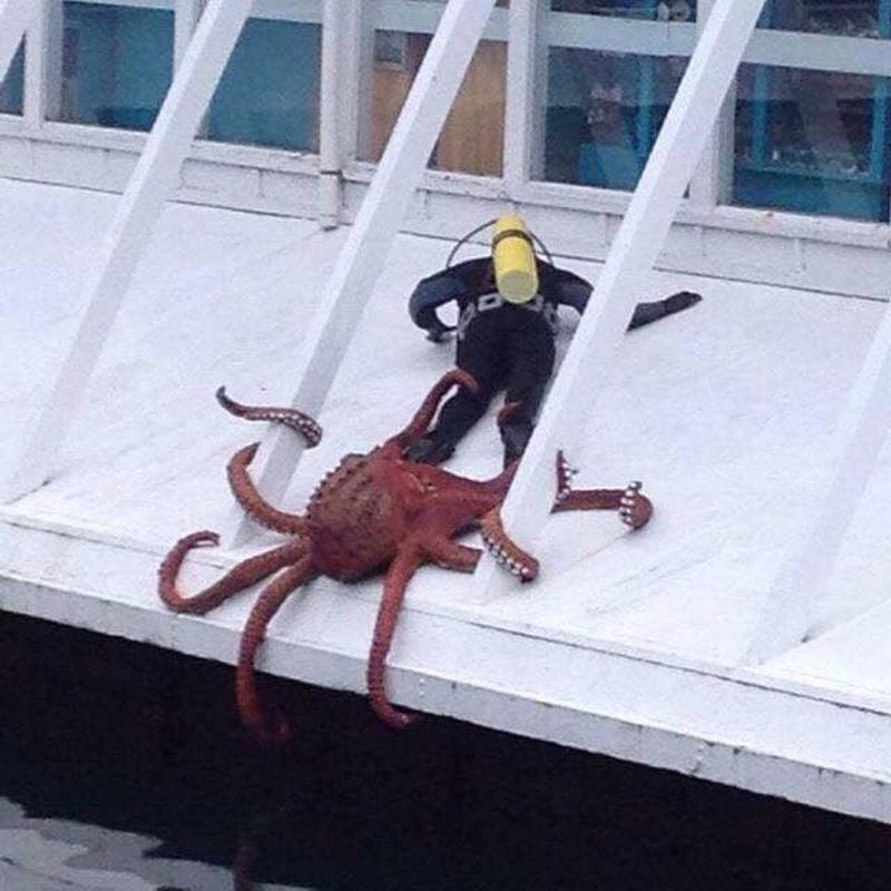 Giant octopus trying to pull a scuba diver back into its tank in Oregon.