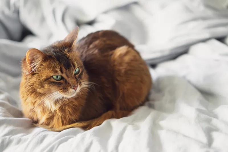 Cat Loaf