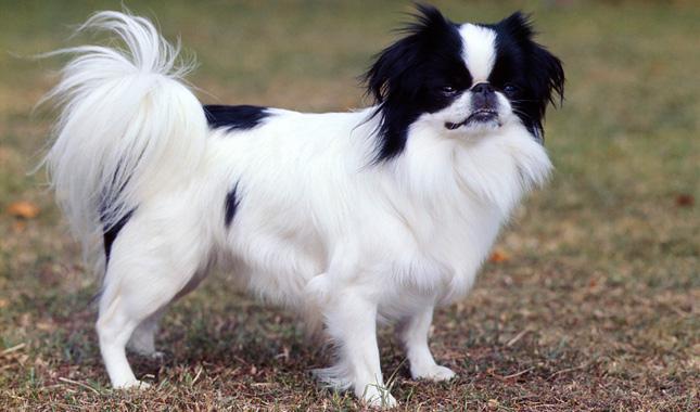 Japanese Chin