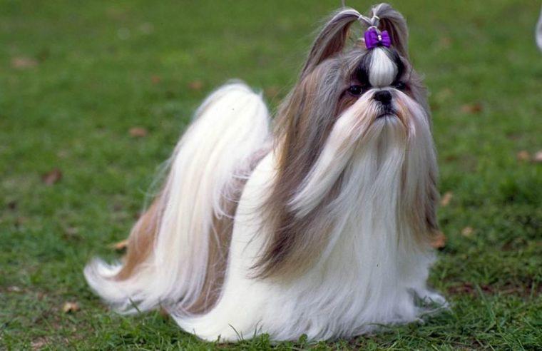 Shih Tzu