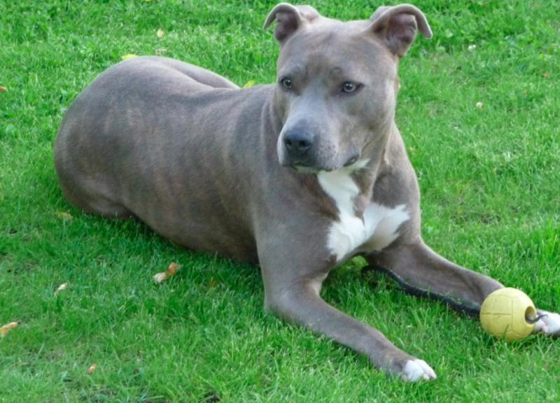 Staffordshire Terrier