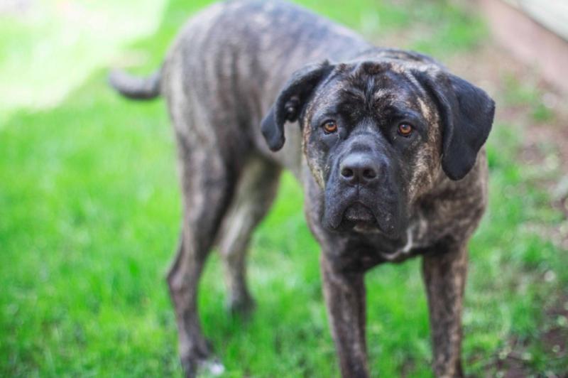 Presa Canario