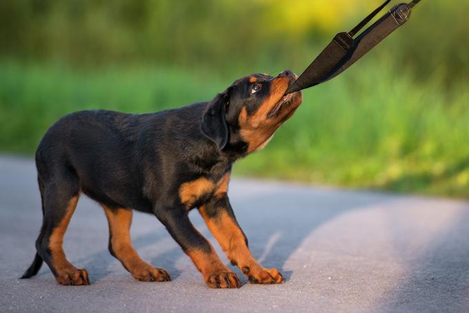 Rottweiler