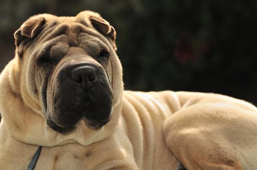 Shar-Pei