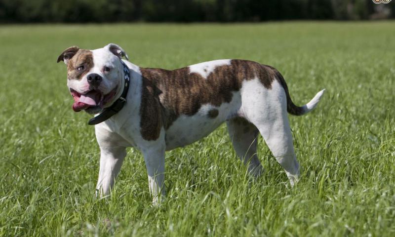 American Bulldog