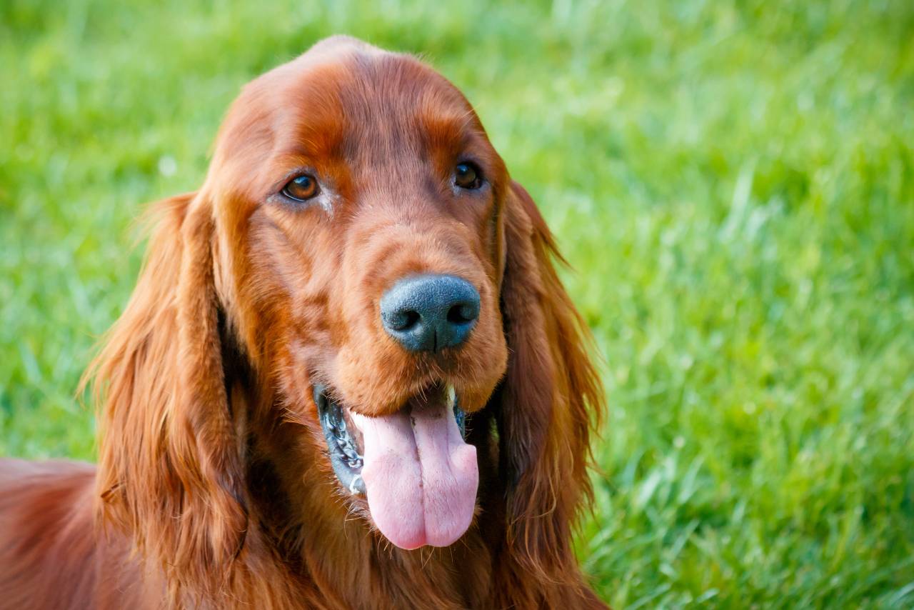 Irish Setter