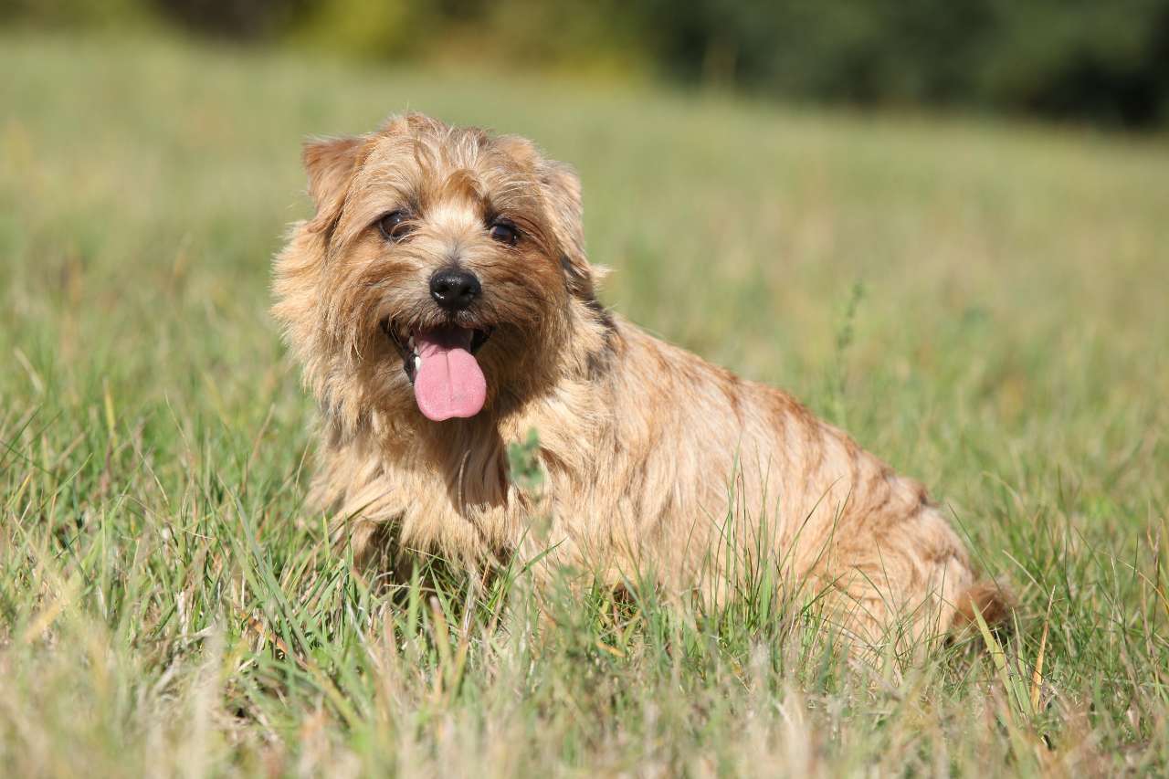 Norfolk Terrier