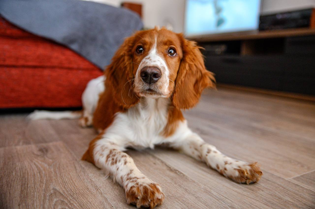 Welsh Springer Spaniel