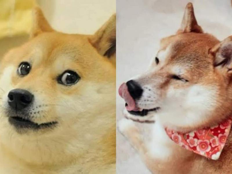 Doge 11