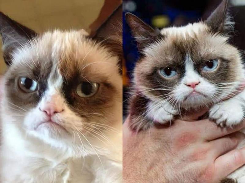 Grumpy Cat 6