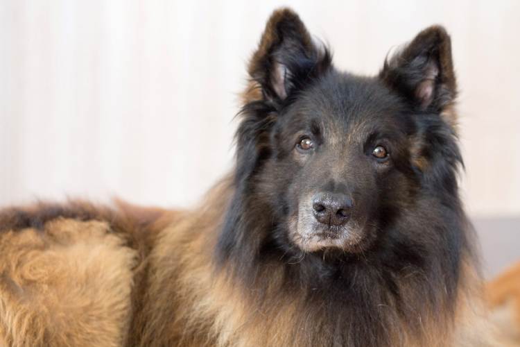 #14. Belgian Tervuren