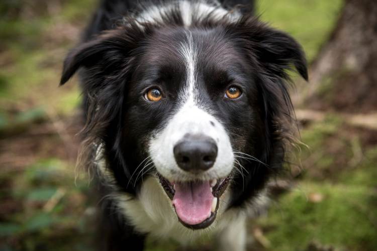 #1. Border Collie