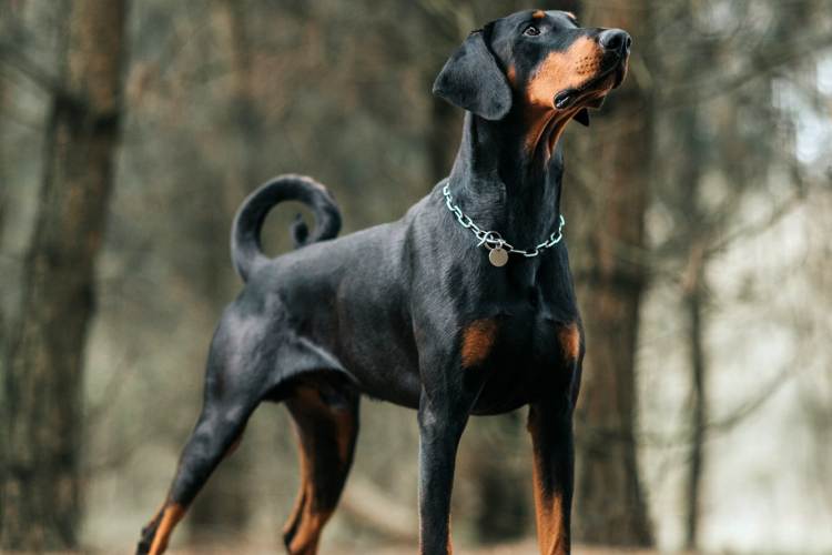 #5. Doberman Pinscher