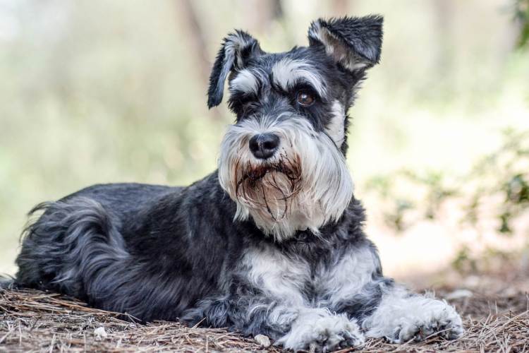 #12. Miniature Schnauzer