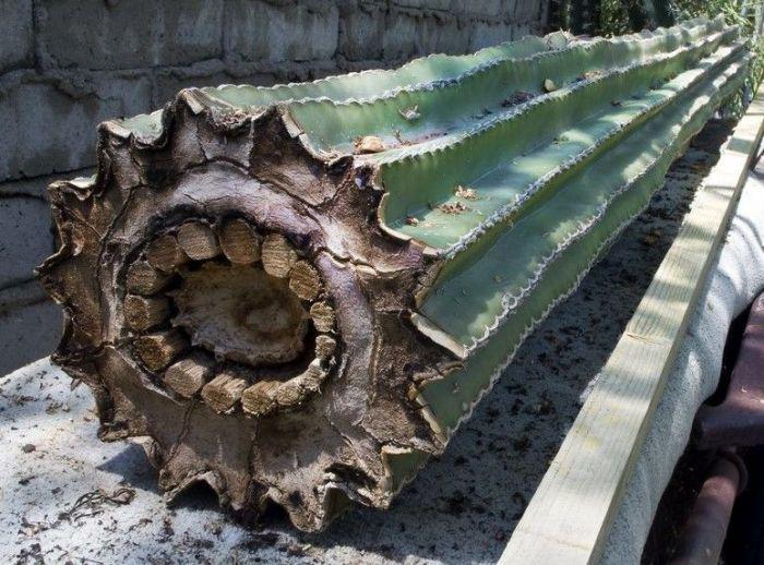 Inside A Saguaro Cactus.